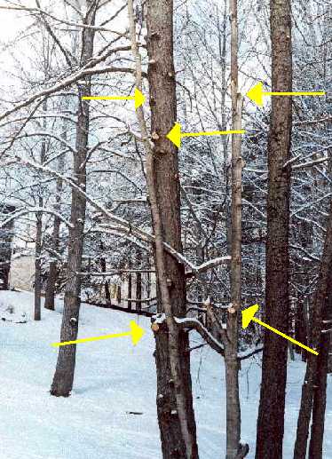 Color photograph of a group of trees showing how far down the trunks they were trimmed by Asplundh workers, even though the power line is across the road.