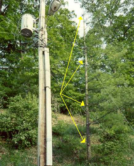 Color photograph showing a pine tree near a power pole, and how Asplundh workers cut off EVERY branch that faced the pole, even though none were near it.