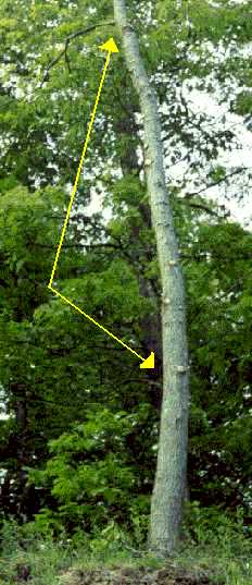 Color photograph that illustrates how all of the branches on a yellow poplar were cup off, well up into the crown, which means this tree might die very soon.