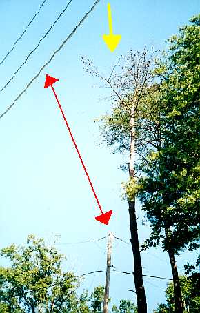 Color photograph of a pine tree showing all of the lower branches cut off and the upper branches brown and dead.