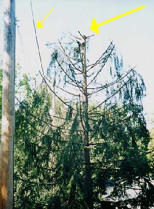Color photograph of a fir tree that was topped by Asplundh workers. The tree is clearly in distress and dying as a result.