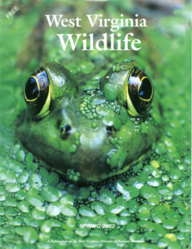 WVWildFrog.jpg