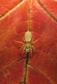 skull-facedjumpingspider5x3.jpg